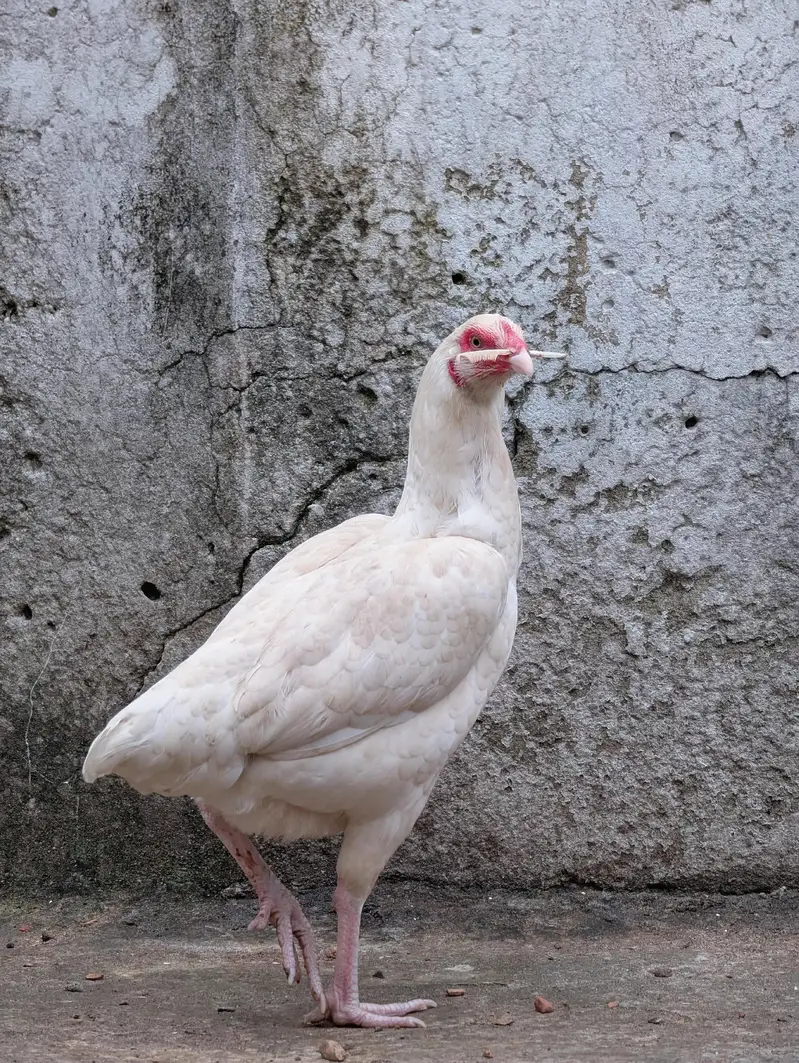 Paper white andon wali female for sell Whatsapp: 03159640025 — photo 4