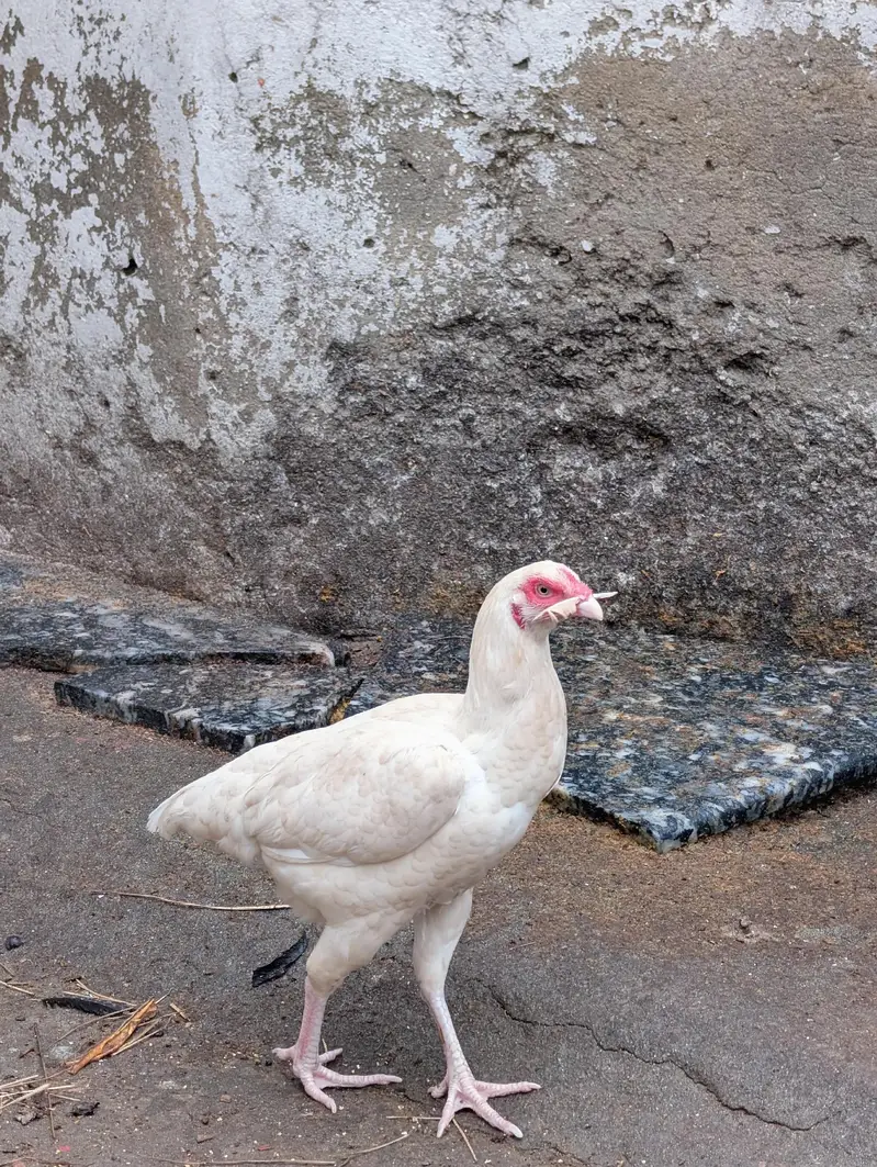 Paper white andon wali female for sell Whatsapp: 03159640025 — photo 5