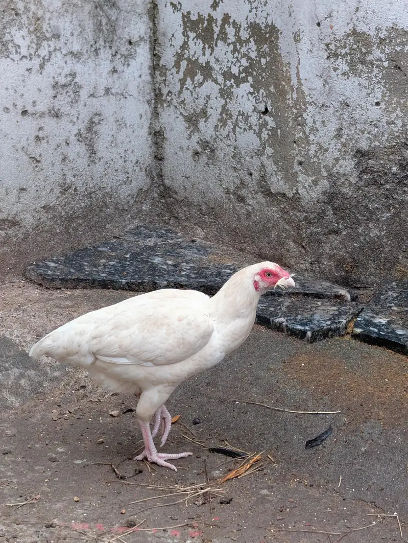 Paper white andon wali female for sell Whatsapp: 03159640025 — photo 6