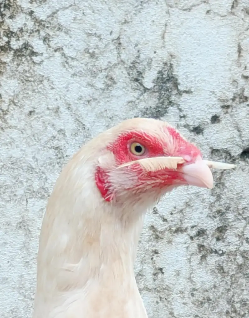 Paper white andon wali female for sell Whatsapp: 03159640025 — photo 7
