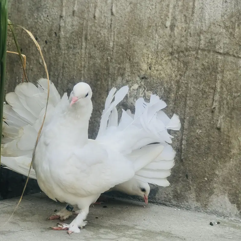 Lucky Kabotar — photo 3