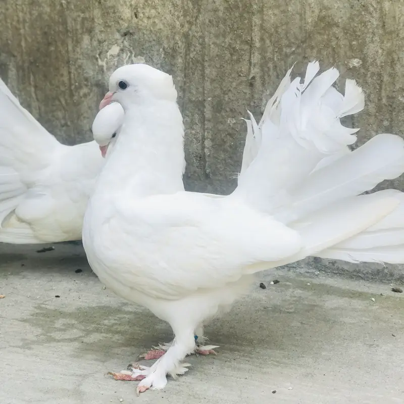 Lucky Kabotar — photo 4