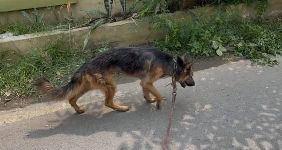 out class active gsd male age 7 months