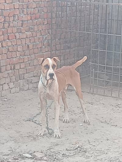 Bully dog for sale