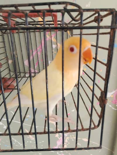 Creamino Opaline top quality Chick