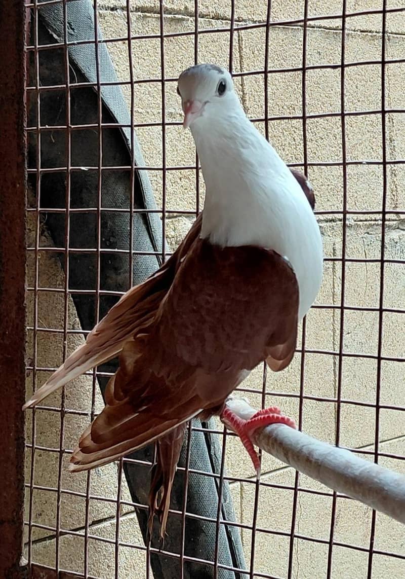 karbalai 2
