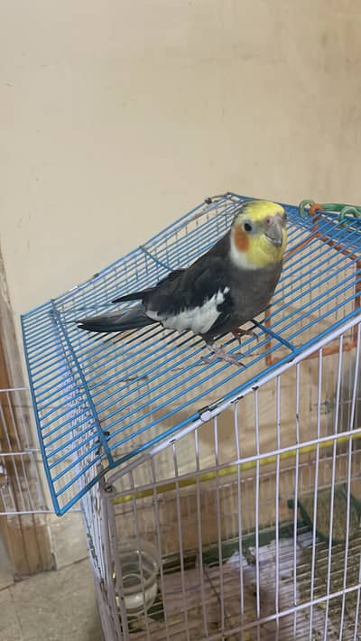 Pair of cocktails