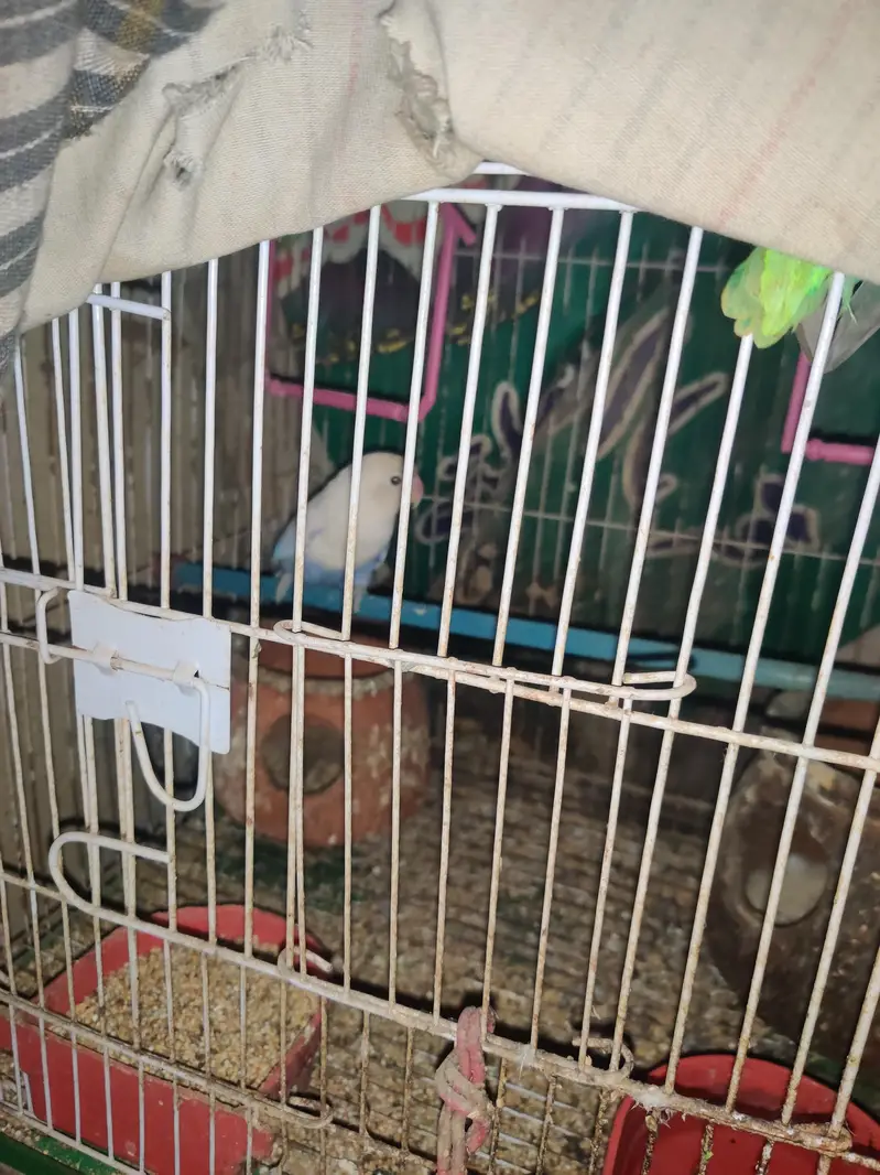 2 albino and one par blue — photo 2