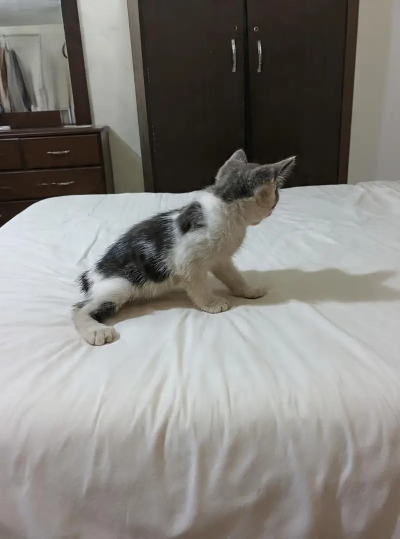 semi Persian kitten for sale in lahore — photo 4