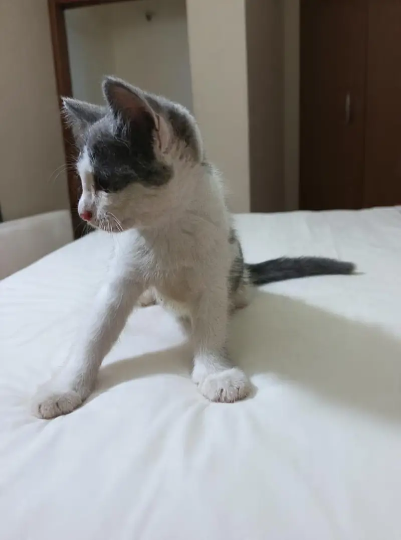 semi Persian kitten for sale in lahore — photo 5