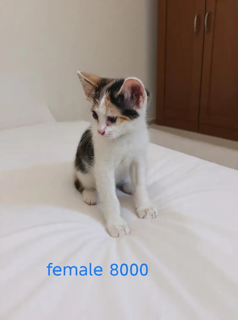 semi Persian kitten for sale in lahore — photo 8