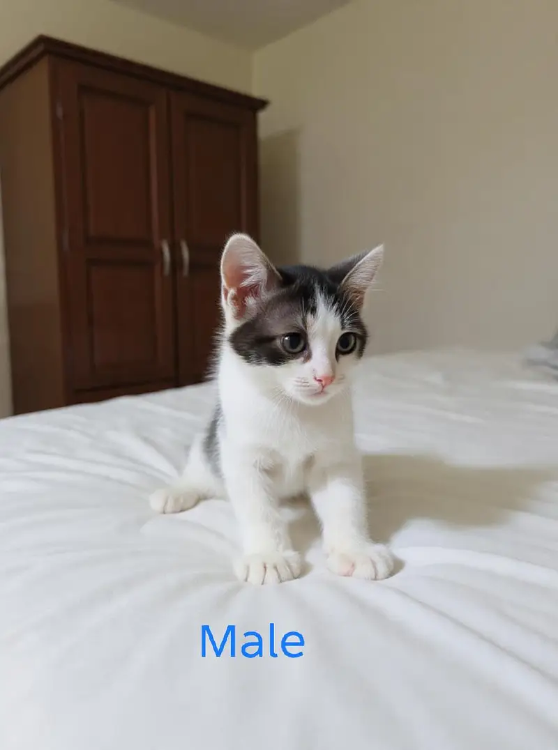 semi Persian kitten for sale in lahore — photo 9
