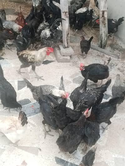 Australorp & fume