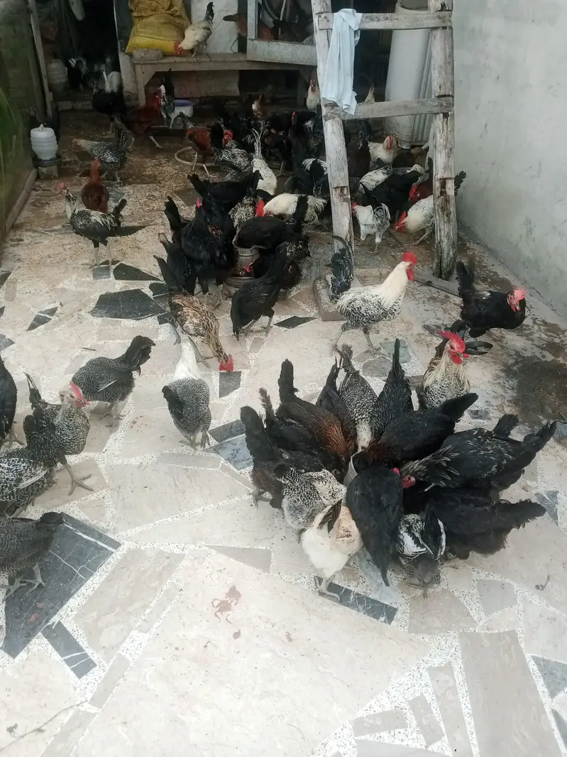 Australorp & fume — photo 2