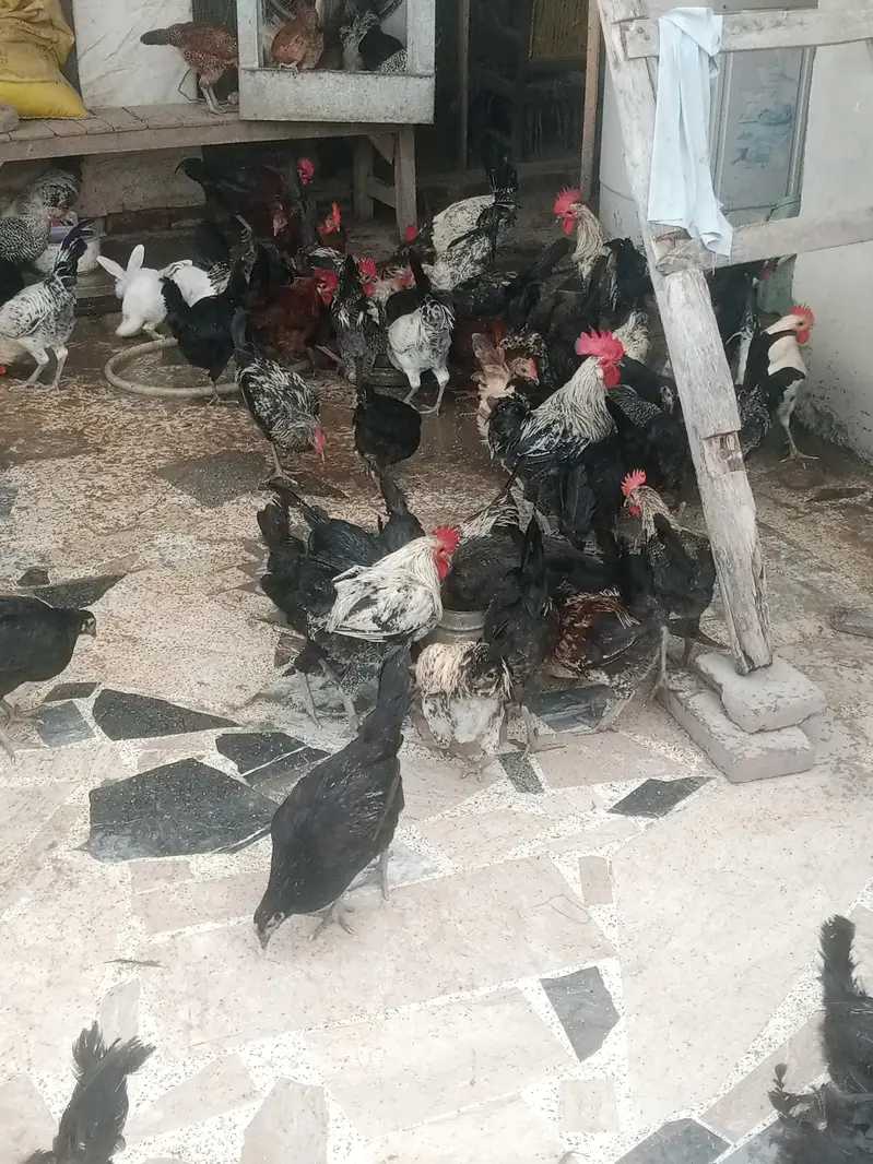 Australorp & fume — photo 3