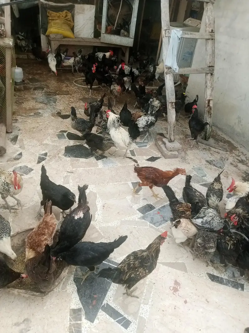 Australorp & fume — photo 4