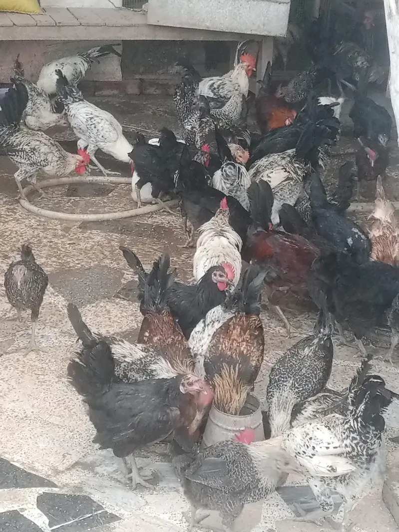 Australorp & fume — photo 5