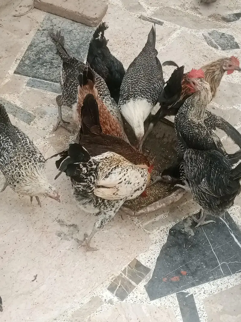 Australorp & fume — photo 6