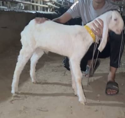 Gulabi bakra