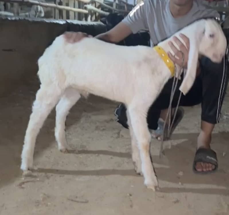 Gulabi bakra 0