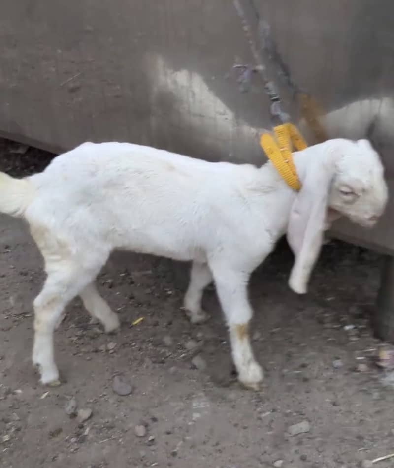 Gulabi bakra 1