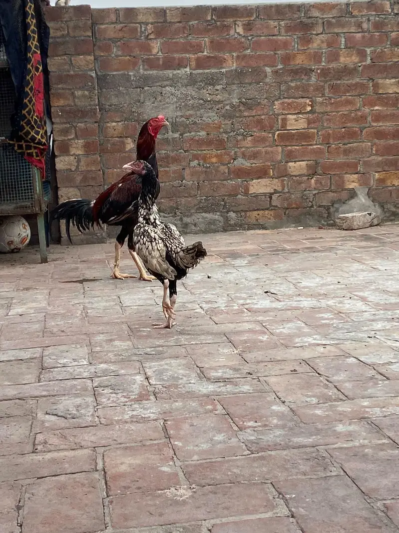 Aseel/Murga/shamo/chicks/heery/mushky/lakhy/blackshamo/whiteshamo — photo 3