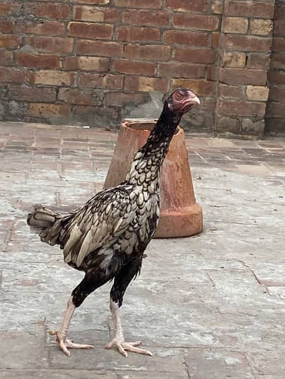 Aseel/Murga/shamo/chicks/heery/murgi/lakhy/blackshamo/whiteshamo