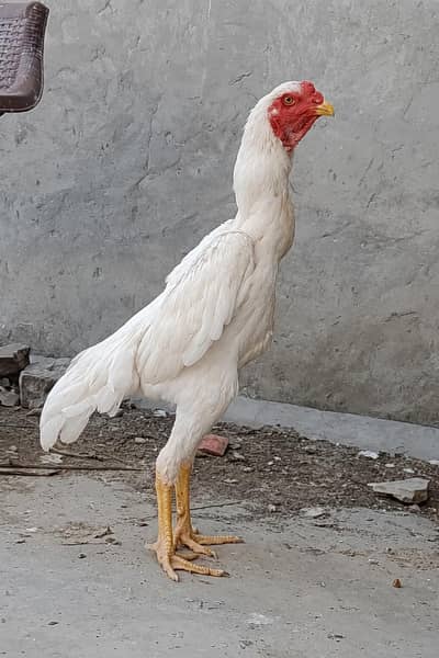 Japanese Shamo Chicks Available in Lahore | Pure Breed