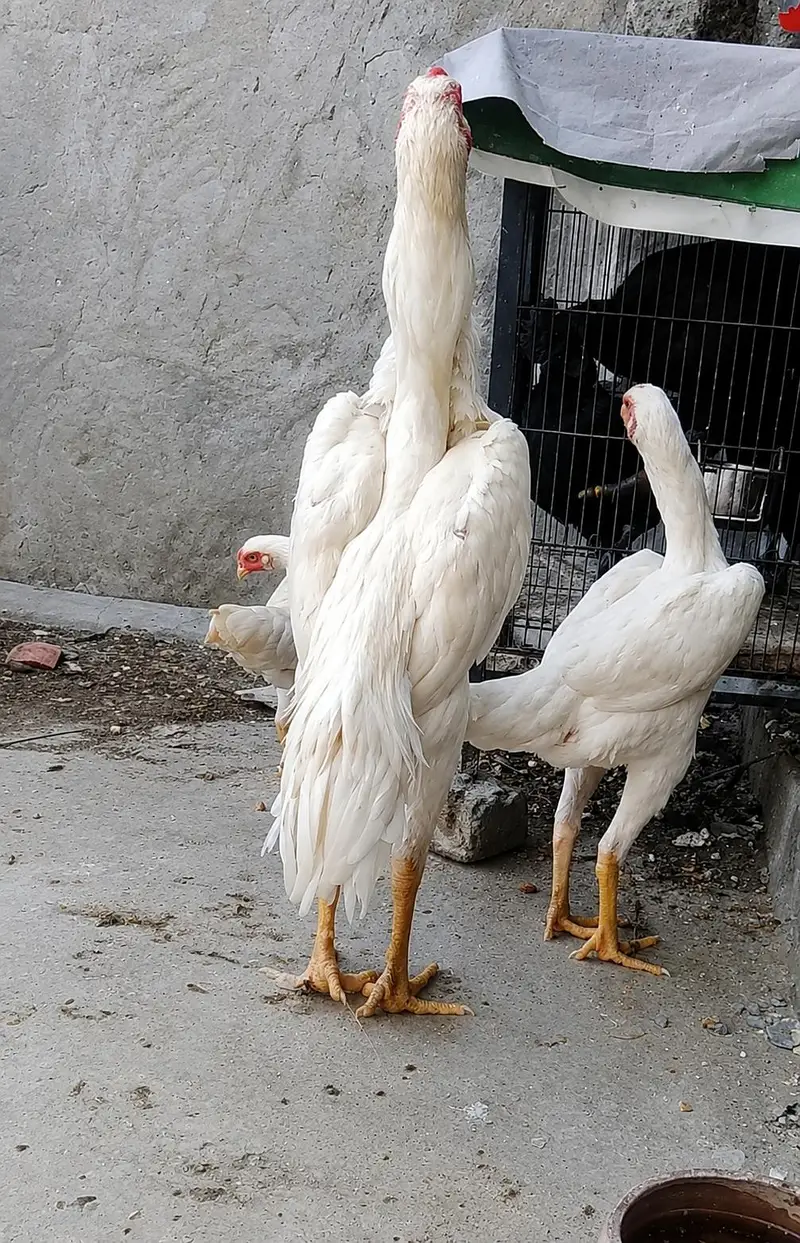 Japanese Shamo Chicks Available in Lahore | Pure Breed — photo 2