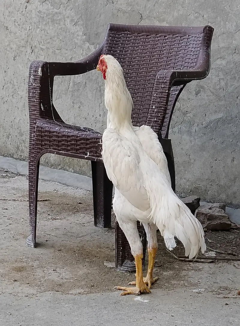 Japanese Shamo Chicks Available in Lahore | Pure Breed — photo 3