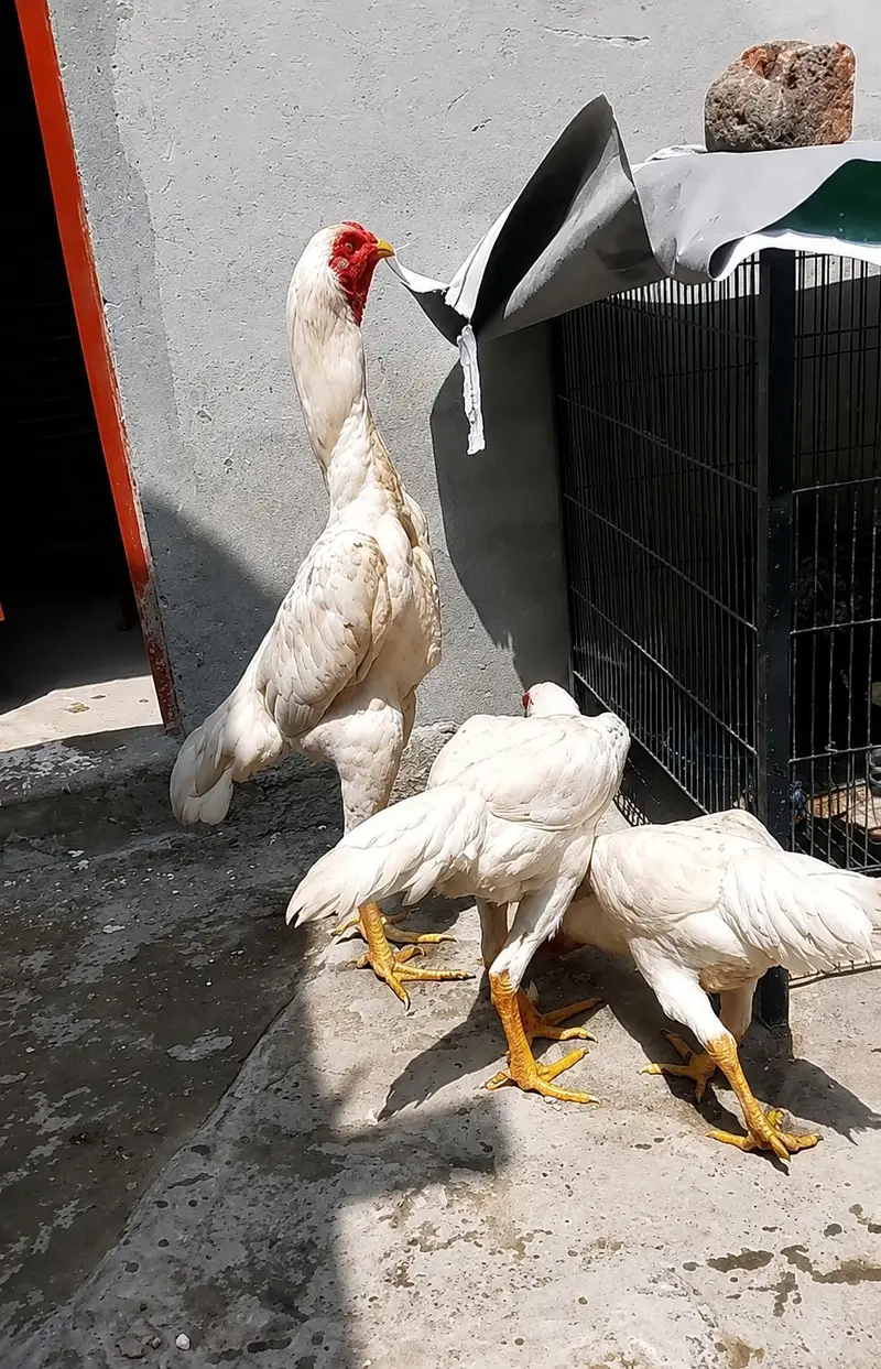 Japanese Shamo Chicks Available in Lahore | Pure Breed — photo 4