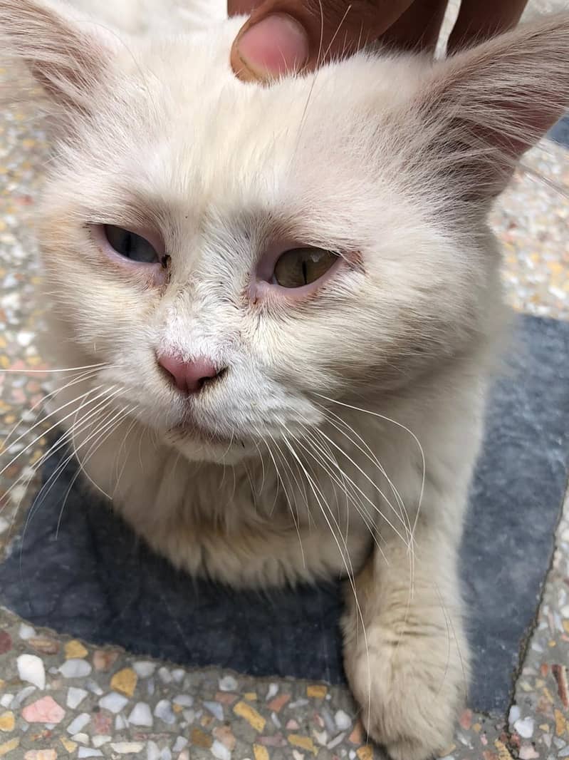 Persian  0