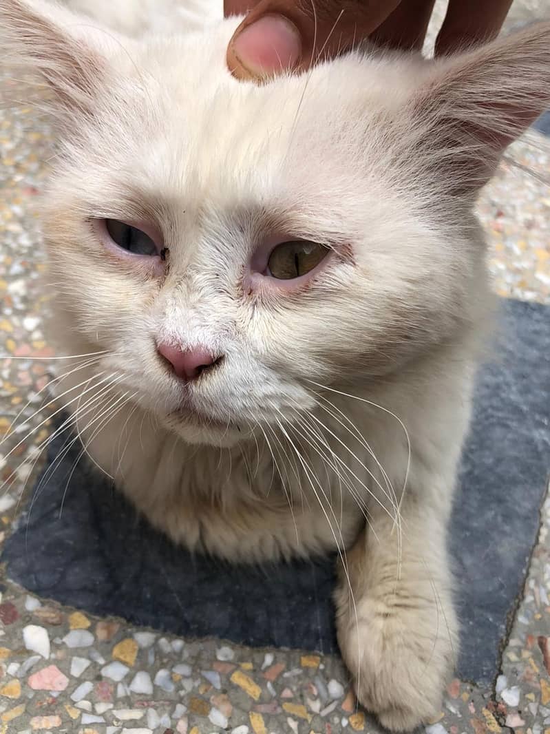 Persian  1