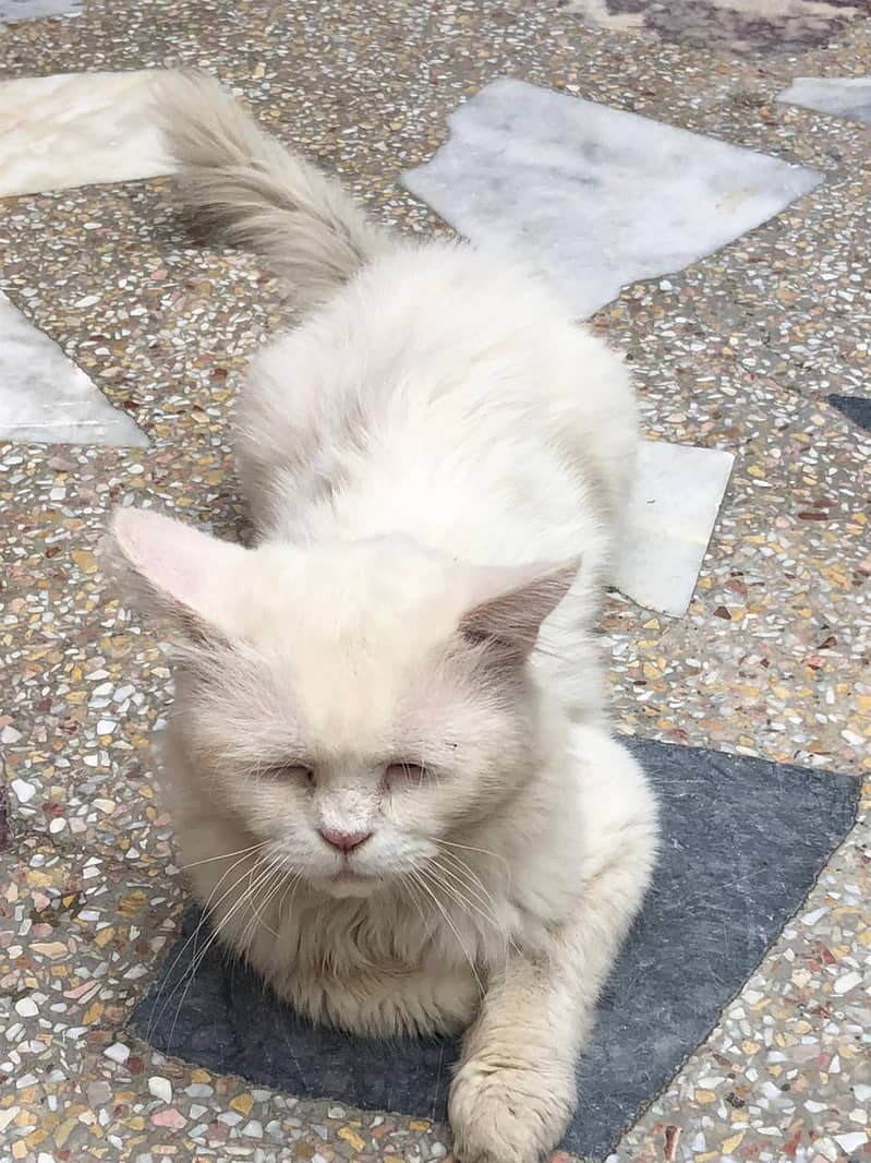 Persian  2