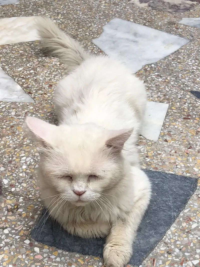 Persian  — photo 3