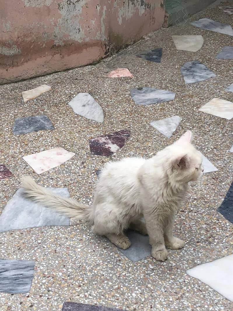 Persian  3
