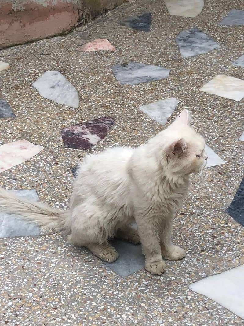 Persian  4
