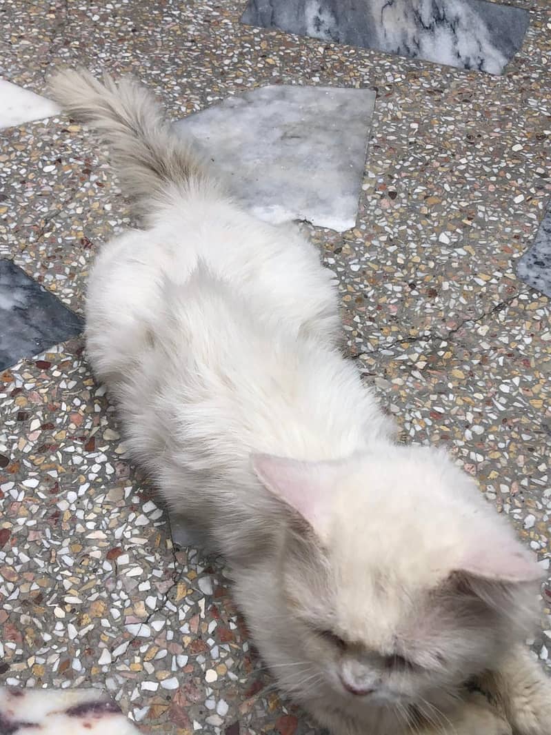 Persian  6