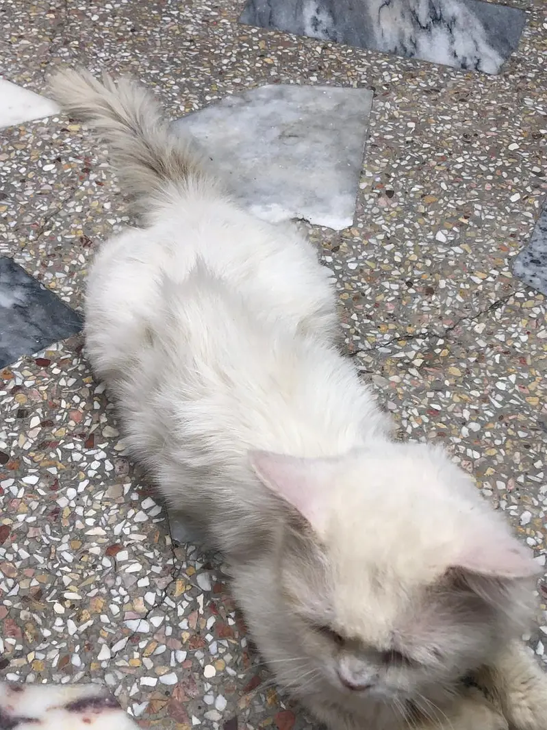 Persian  — photo 7