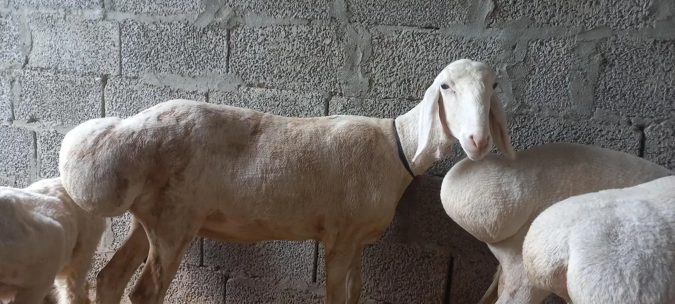 Pure Talagangi sheep — photo 5