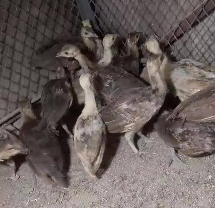 Peacock Chicks 0