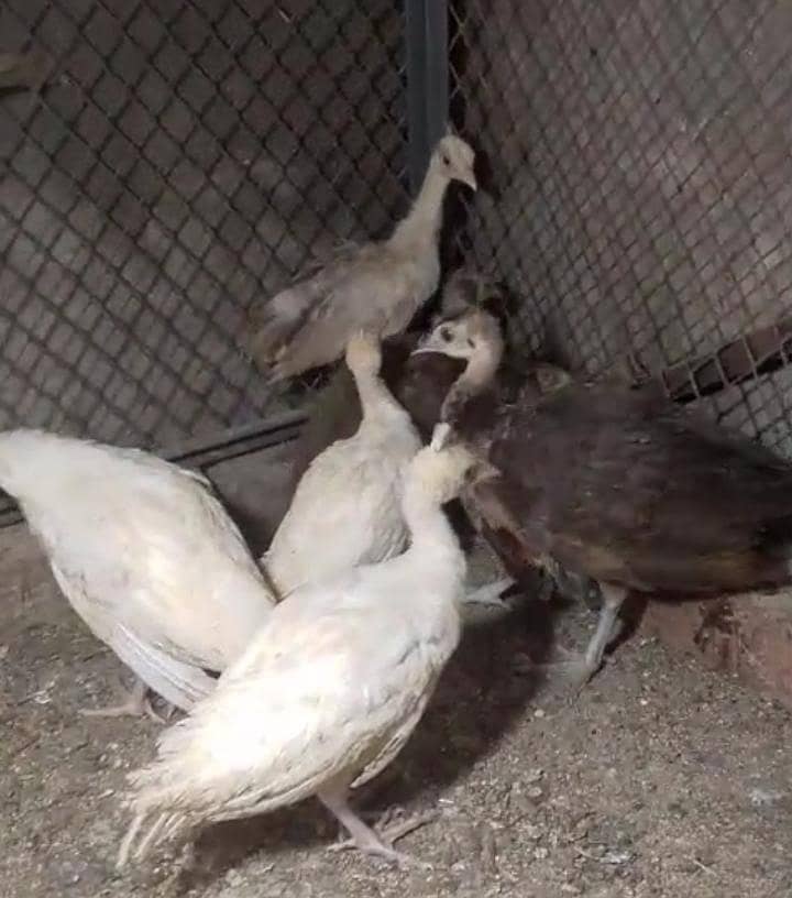Peacock Chicks 1