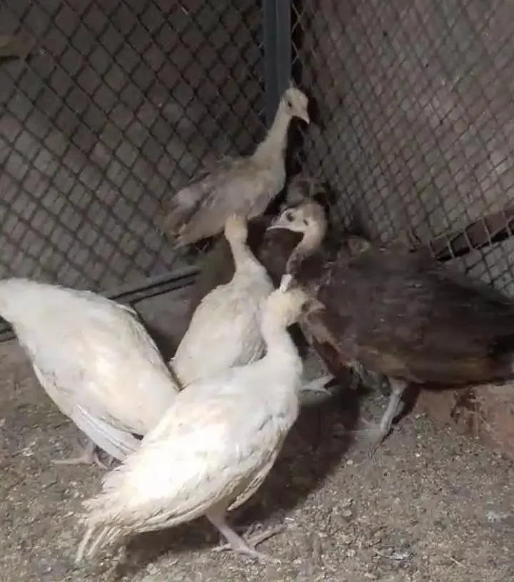 Peacock Chicks — photo 2