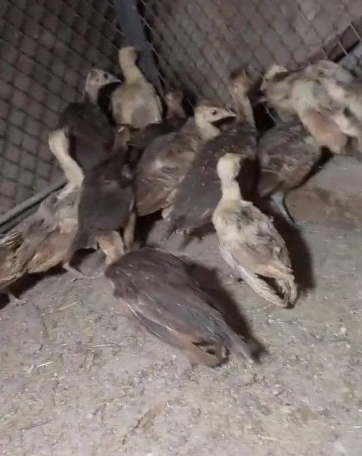 Peacock Chicks 2