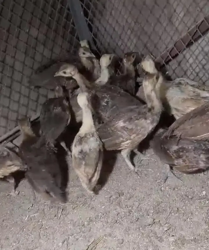 Peacock Chicks — photo 4