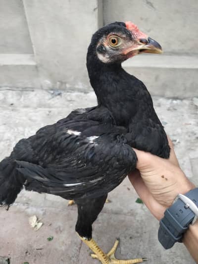 Aseel Chicks 4.5 Months – 3 Chicks + Mother