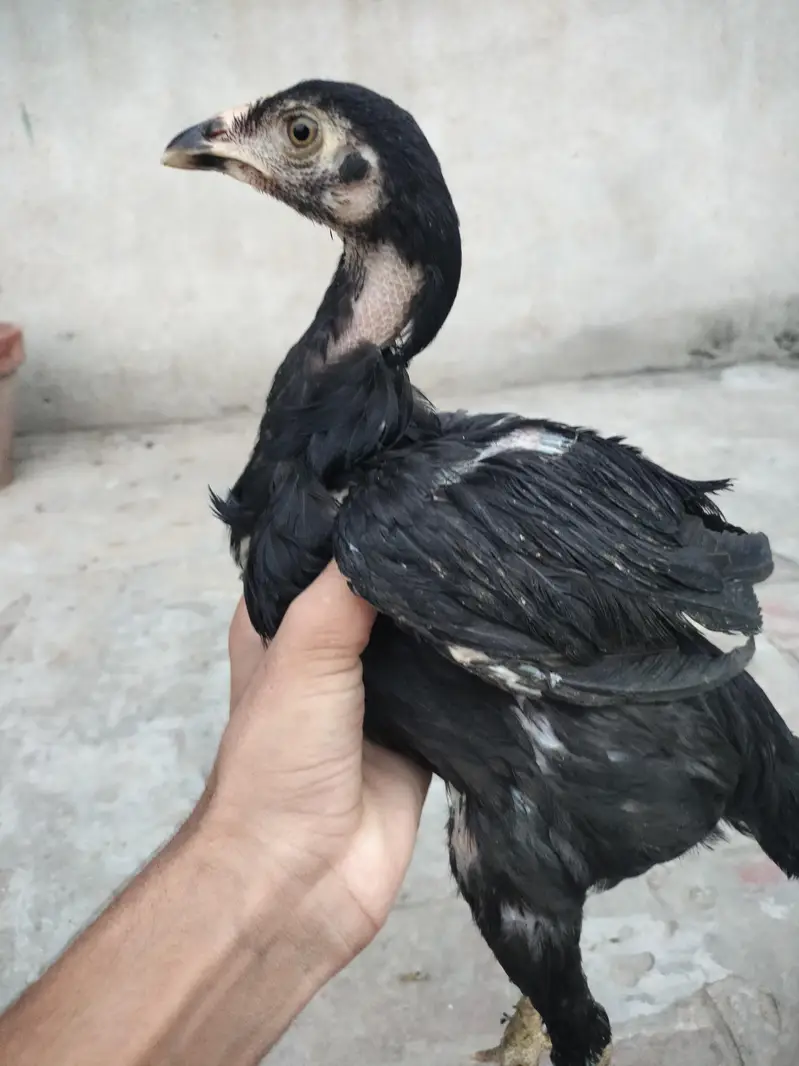 Aseel Chicks 4.5 Months – 3 Chicks + Mother — photo 3