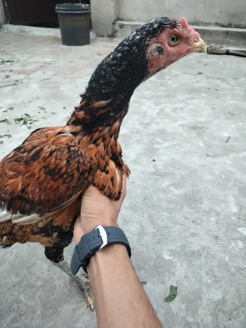 Aseel Chicks 4.5 Months – 3 Chicks + Mother — photo 4