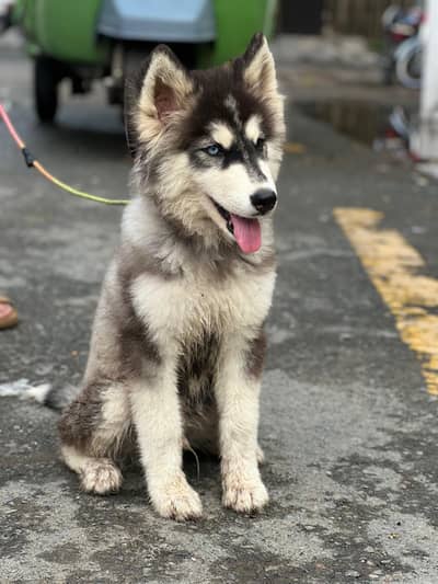 Odd eyes husky male puppy