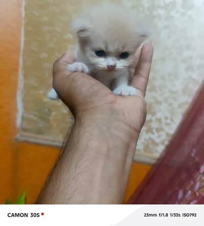 beautiful  cats sale -----03166961935-----